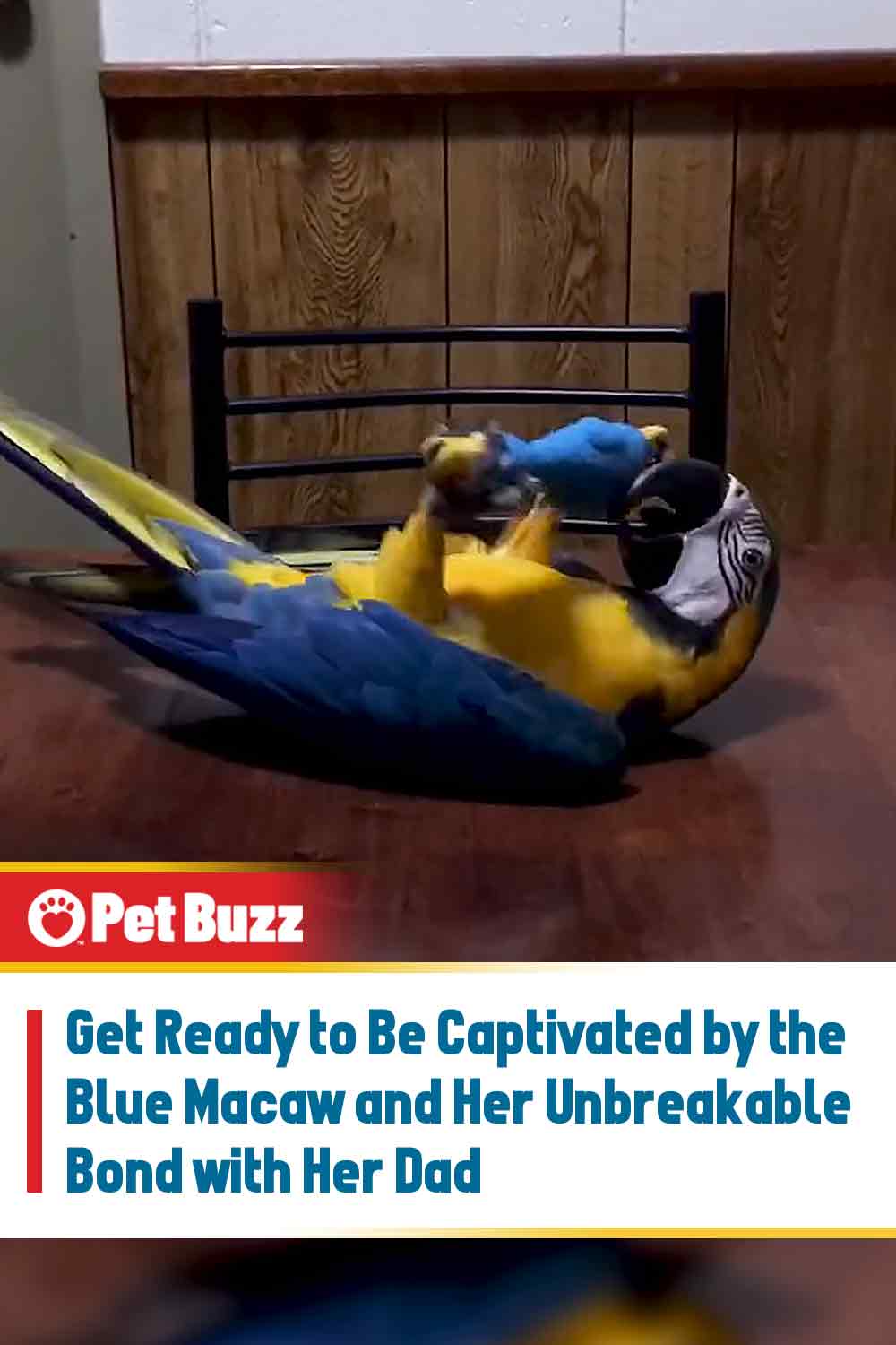 Get Ready to Be Captivated by the Blue Macaw and Her Unbreakable Bond with Her Dad
