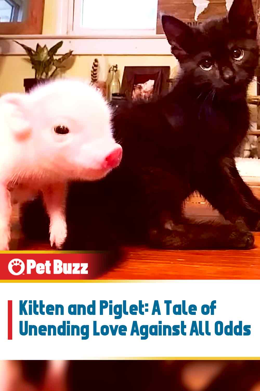 Kitten and Piglet: A Tale of Unending Love Against All Odds
