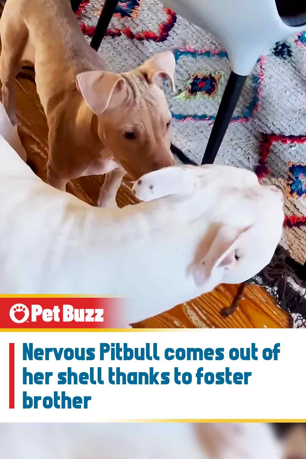 Nervous Pitbull comes out of her shell thanks to foster brother