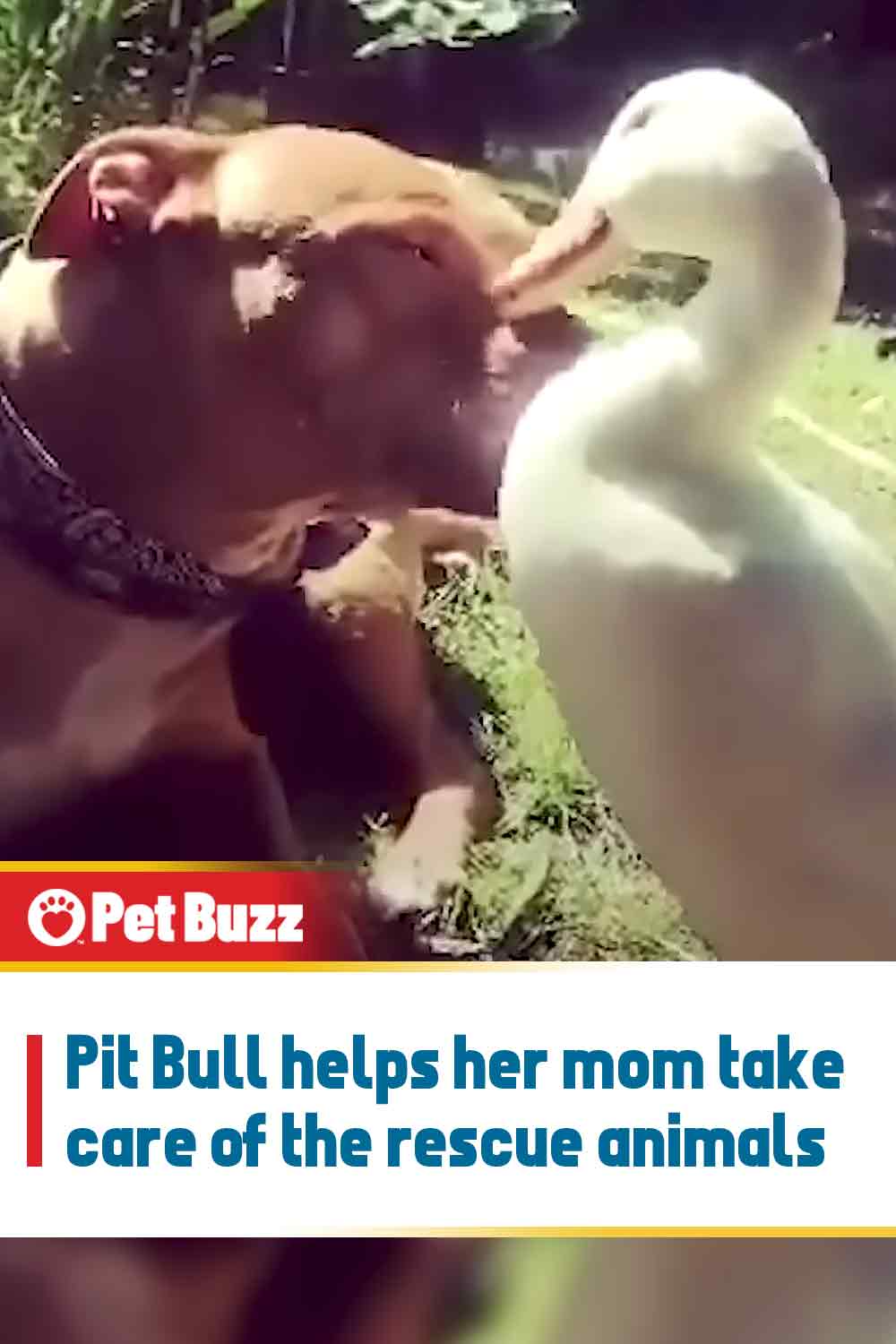 Pit Bull helps her mom take care of the rescue animals