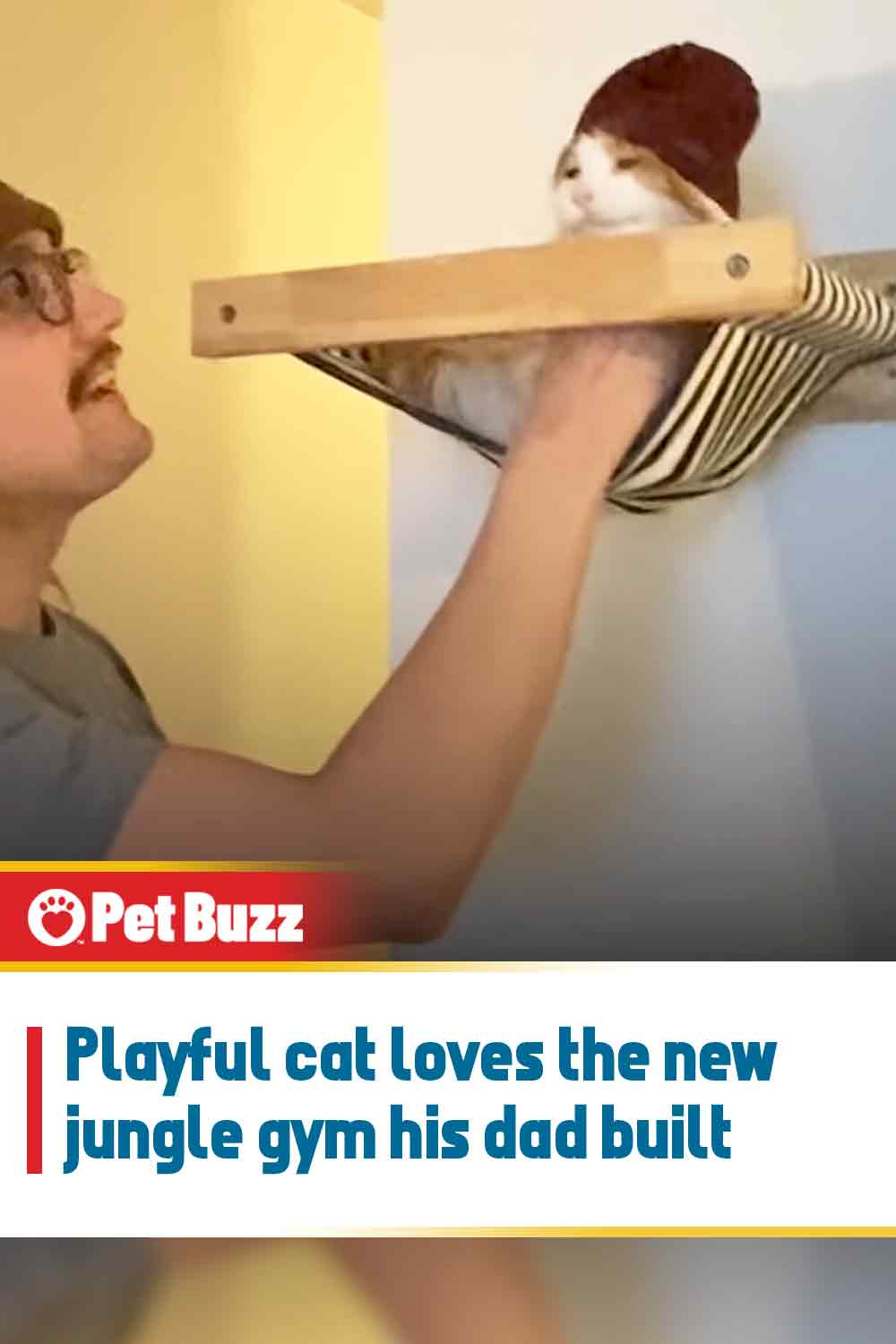 Playful cat loves the new jungle gym his dad built