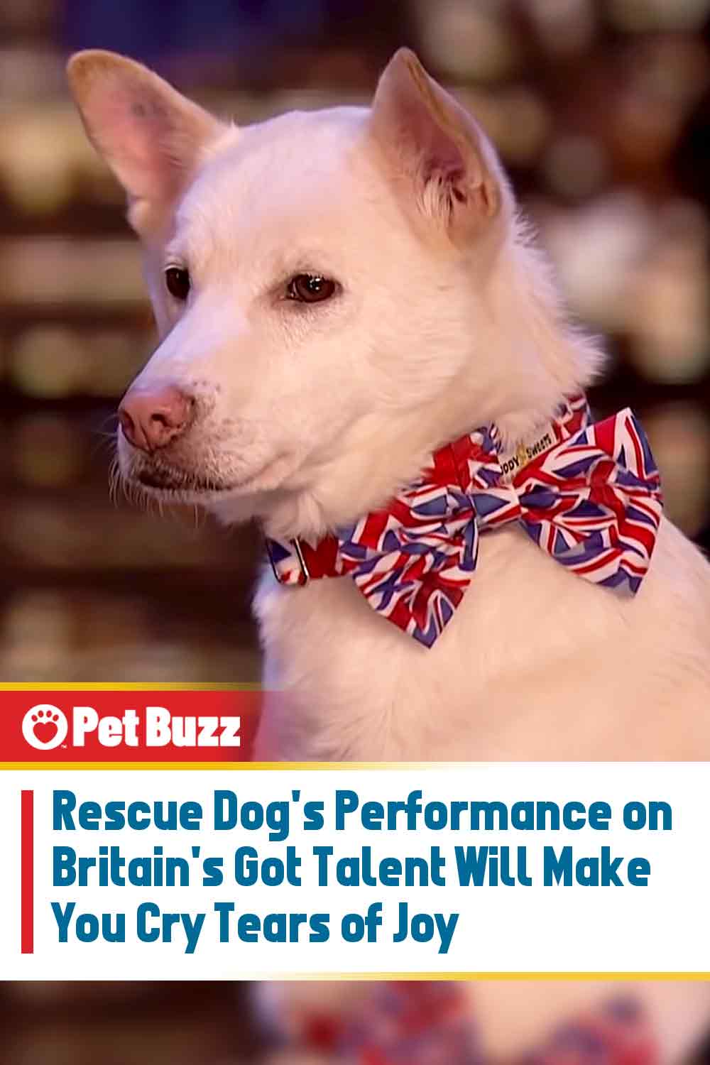 Rescue Dog\'s Performance on Britain\'s Got Talent Will Make You Cry Tears of Joy