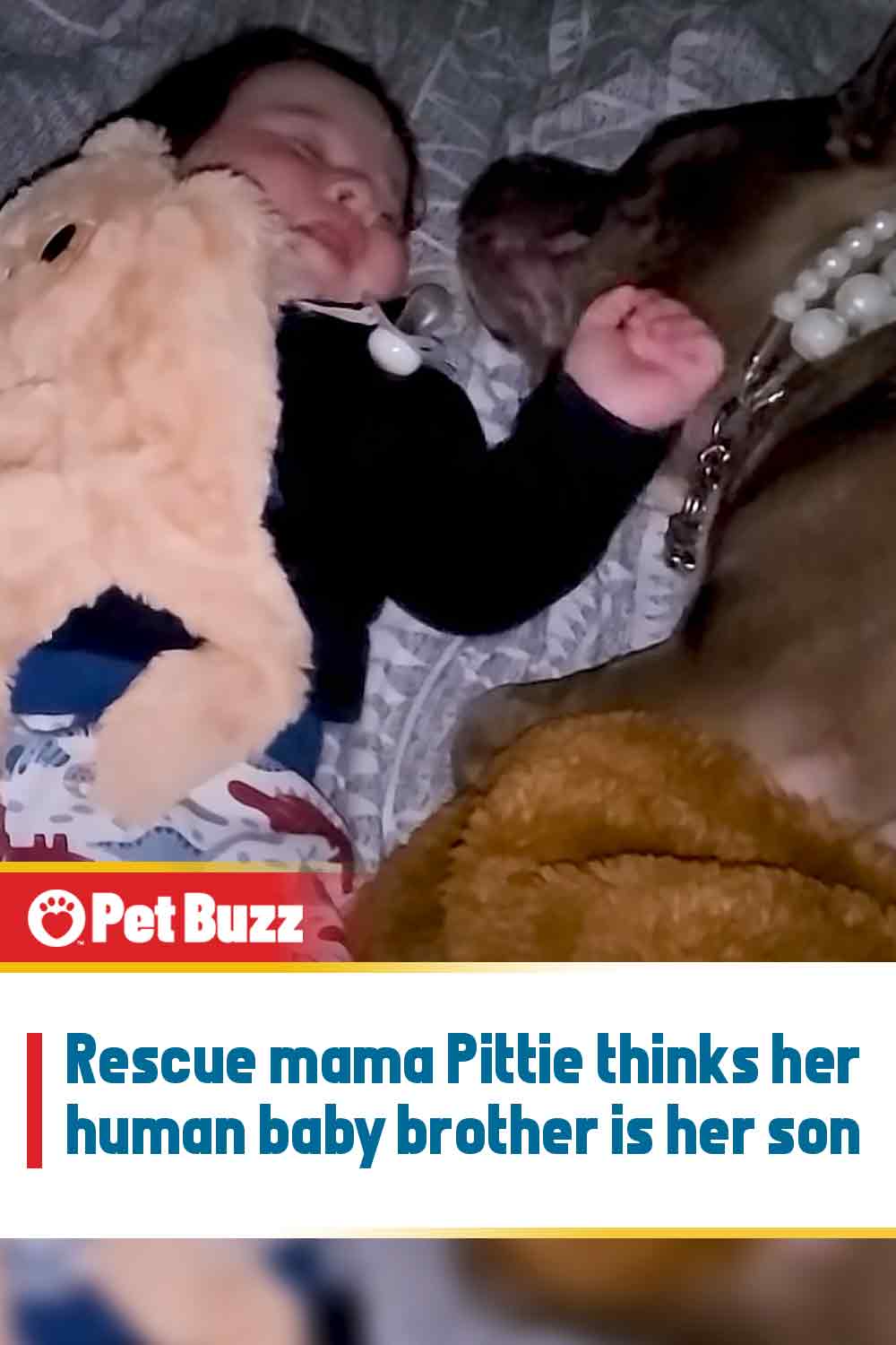 Rescue mama Pittie thinks her human baby brother is her son
