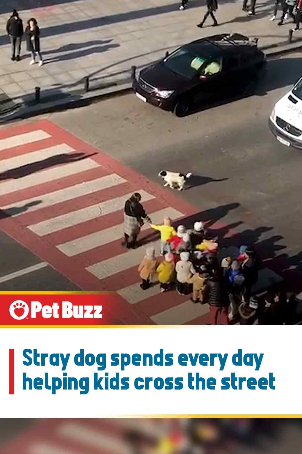 Stray dog spends every day helping kids cross the street