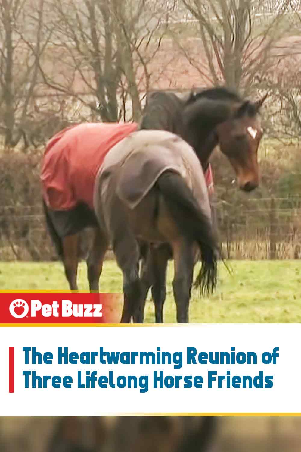 The Heartwarming Reunion of Three Lifelong Horse Friends