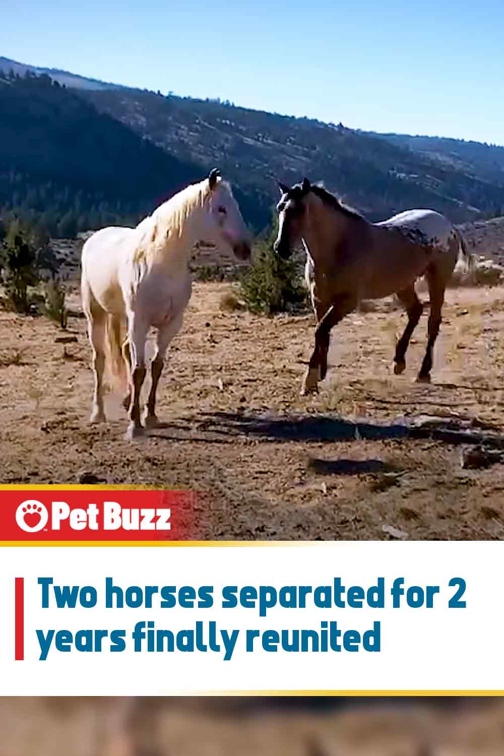 Two horses separated for 2 years finally reunited