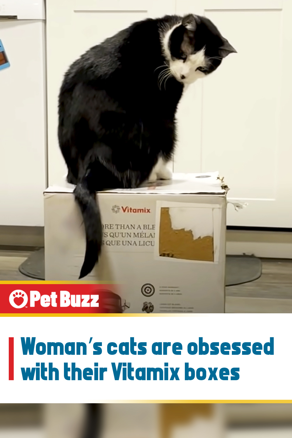 Woman’s cats are obsessed with their Vitamix boxes