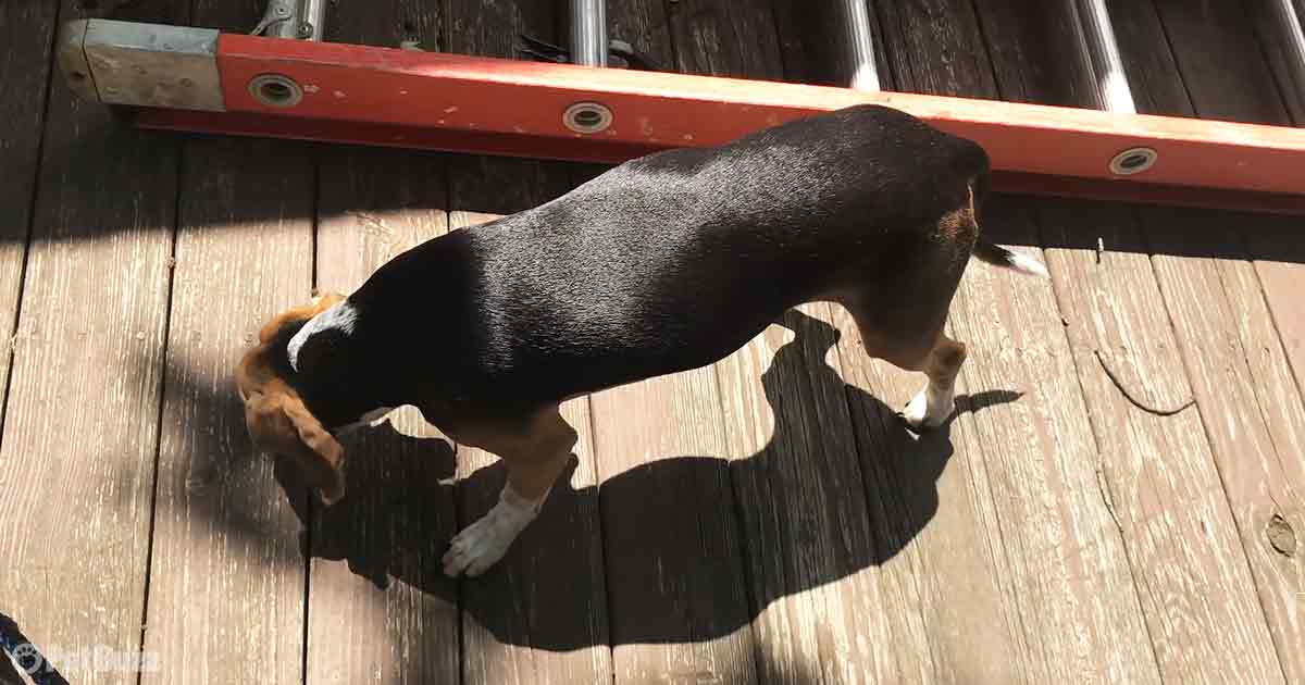 Beagle