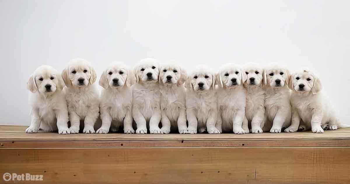 10 Golden Retriever Puppies!