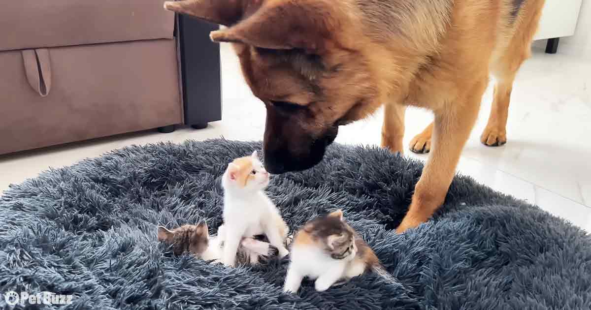 Dog and kittens