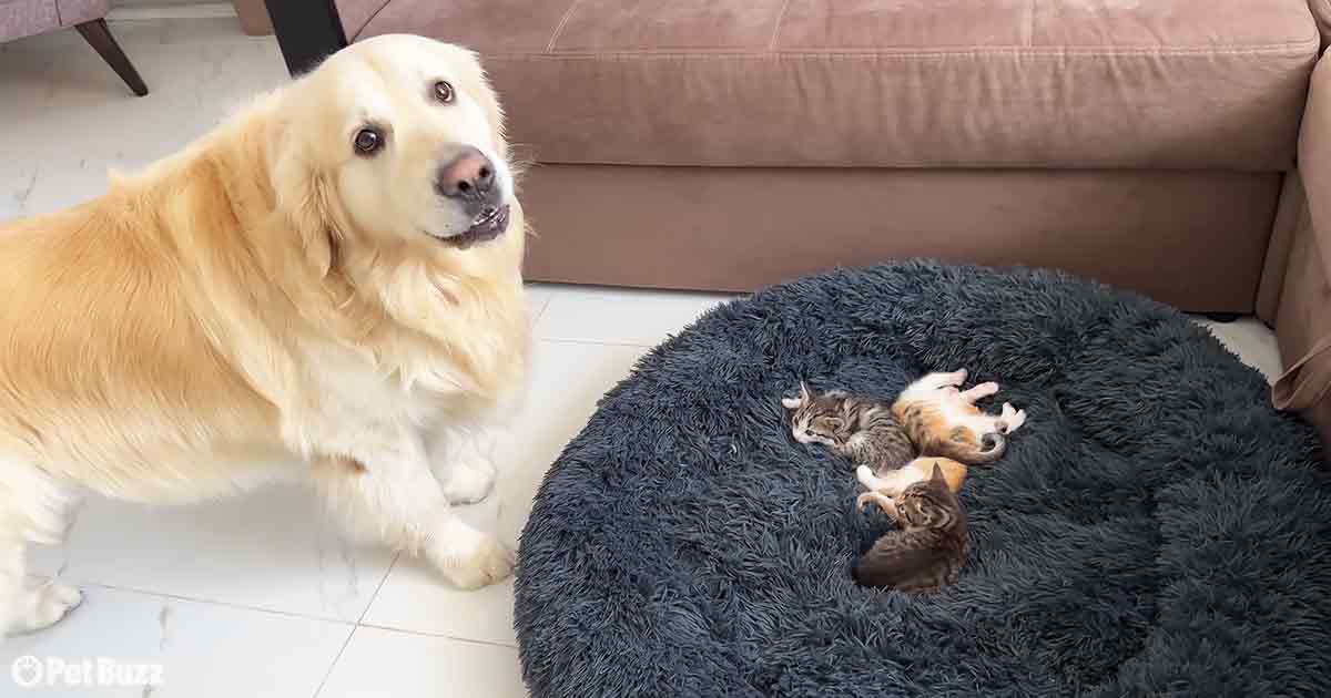 Golden Retriever and kittens