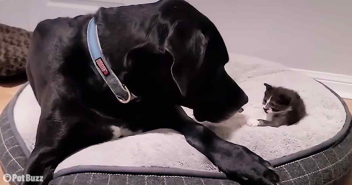 Great Dane and Kitten