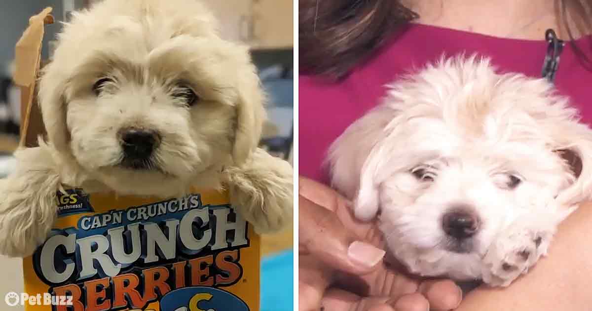 Adorable Dog