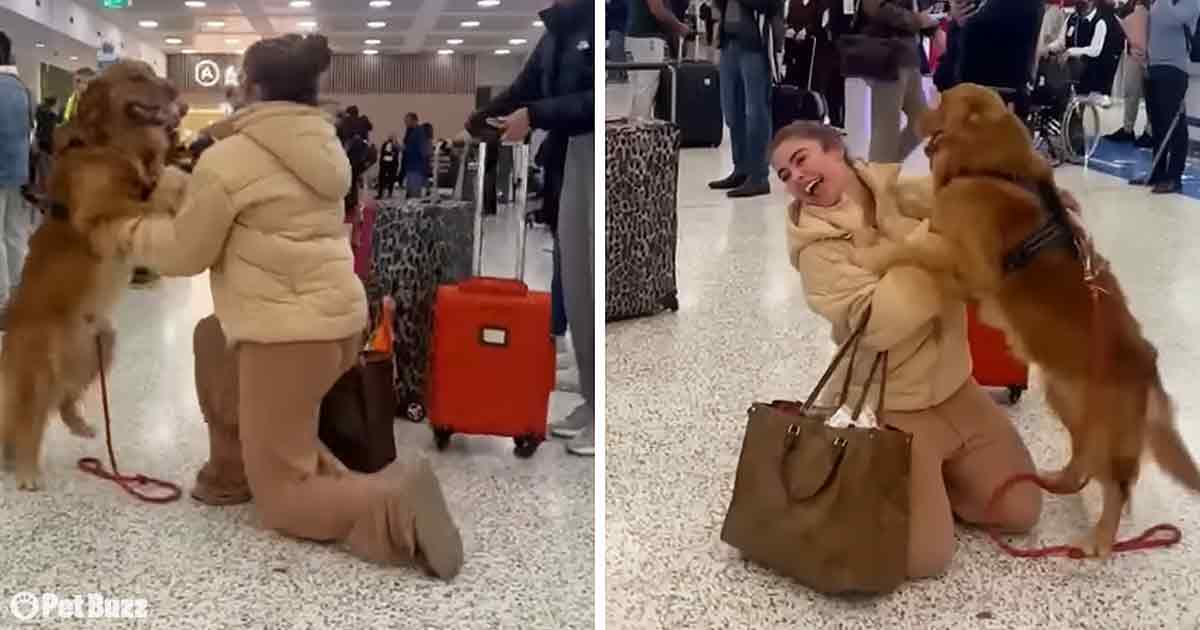 Loyal Dog Waits Patiently for Owner’s Return - Pet Buzz