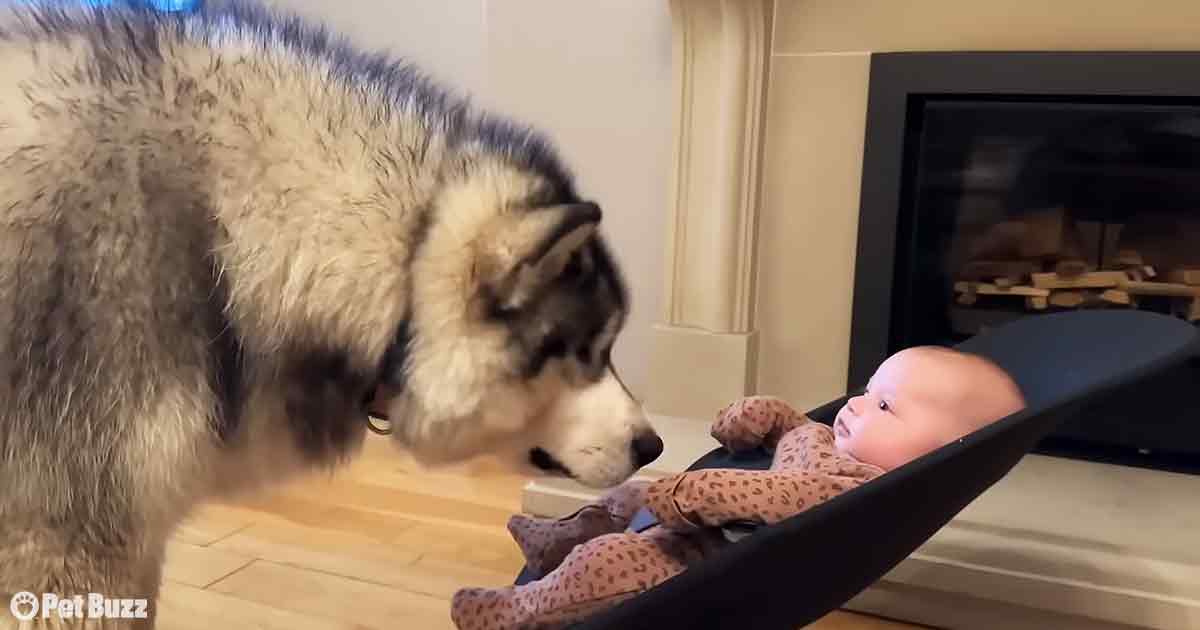 Malamute and baby