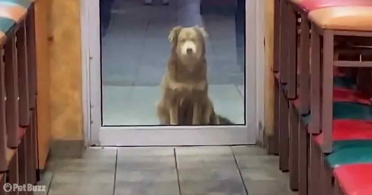Homeless pup