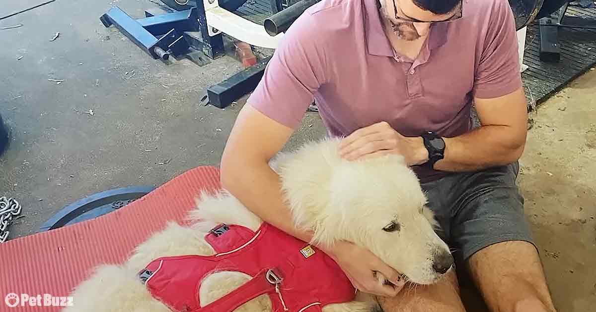 Rescued Dog