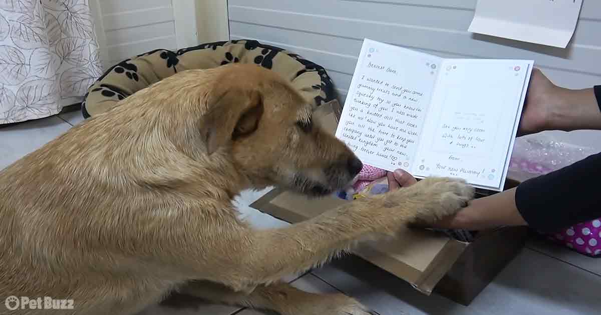 Adorable dog