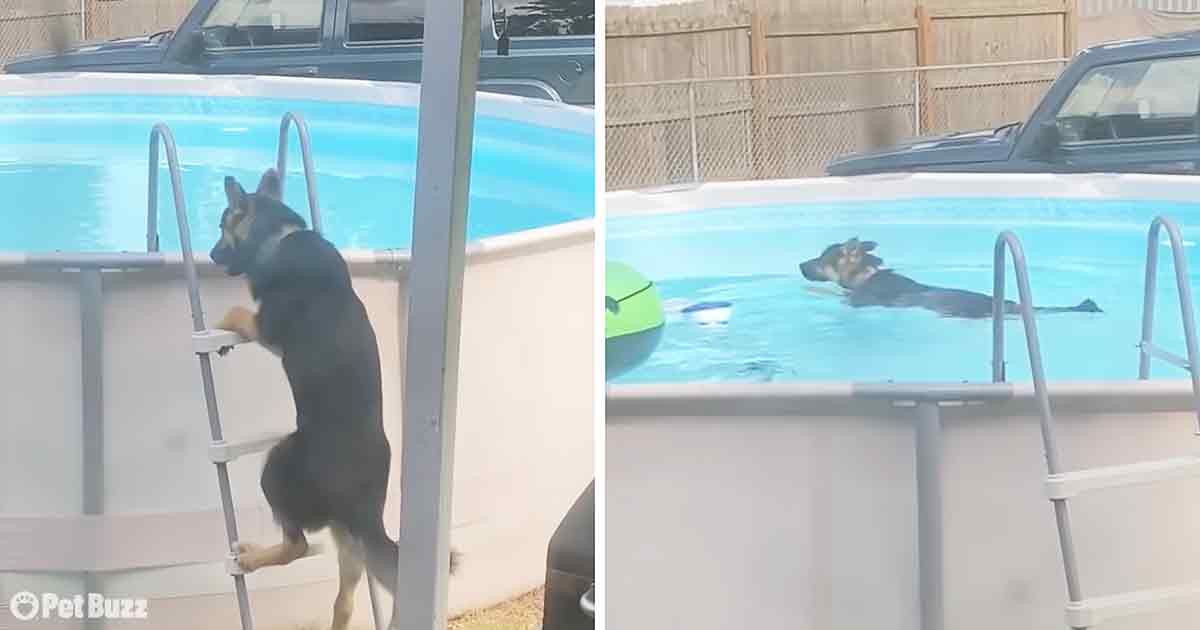 Smart dog