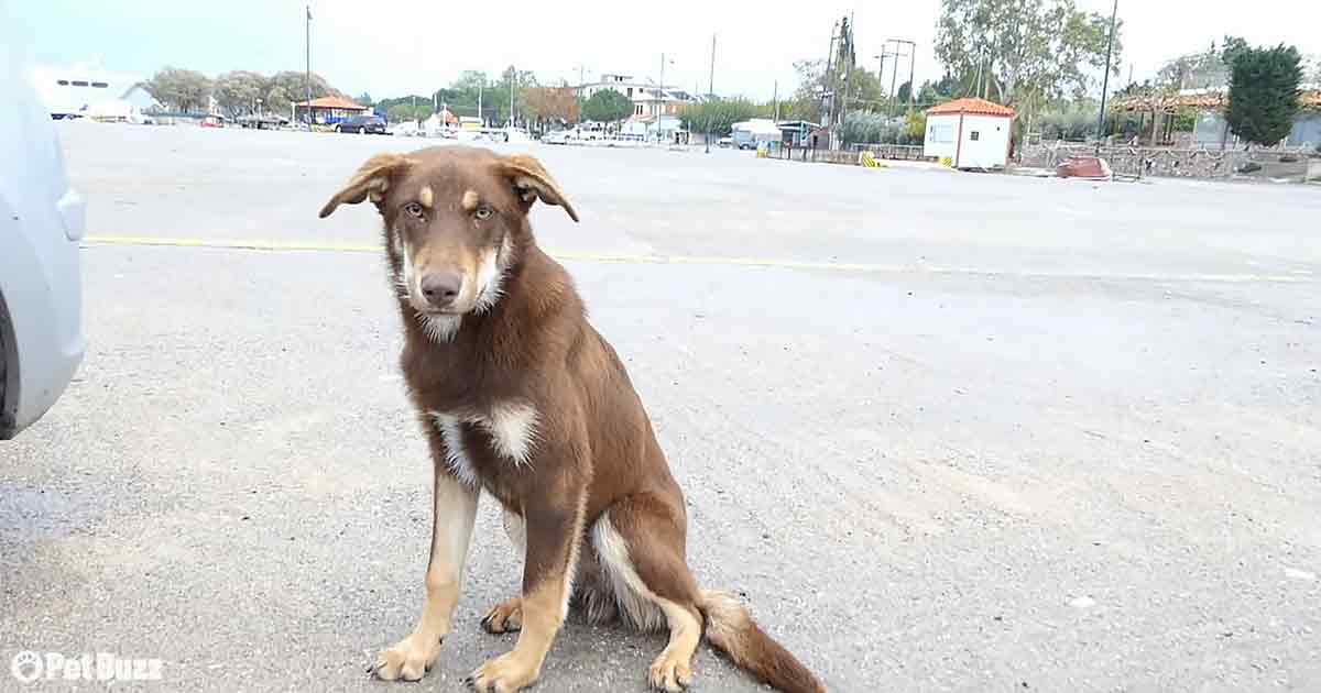 Stray Dog