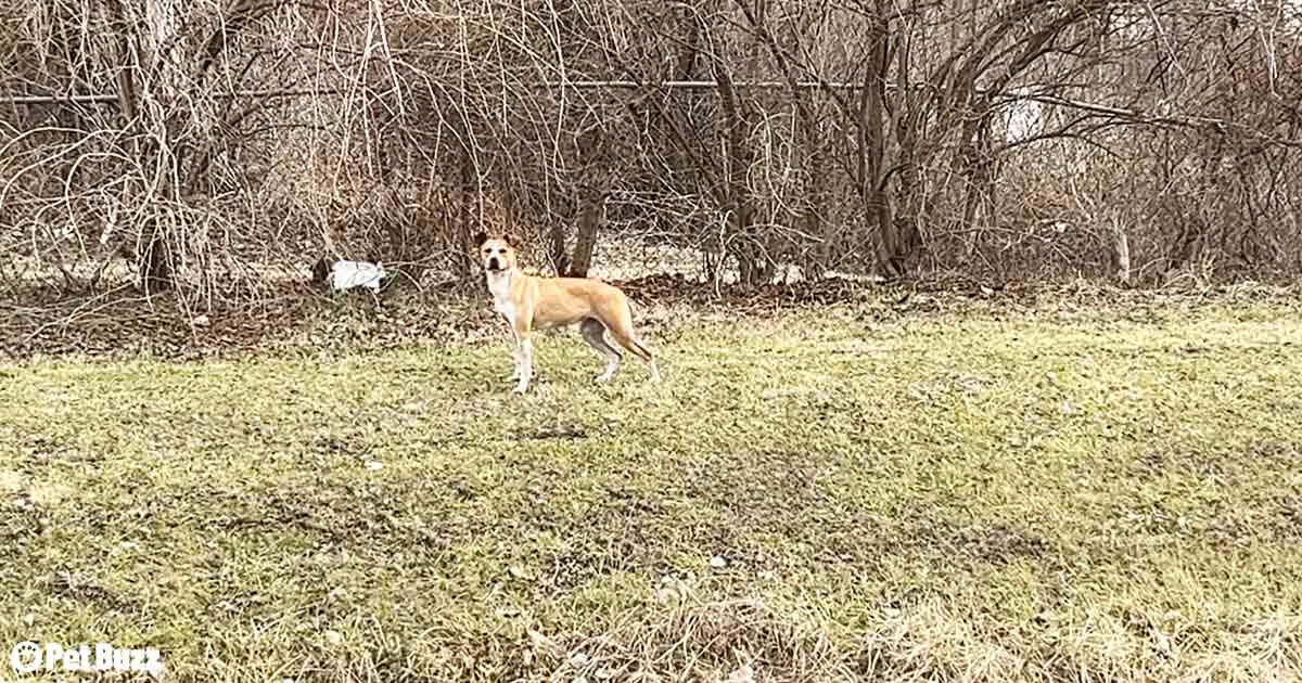 Rescue dog