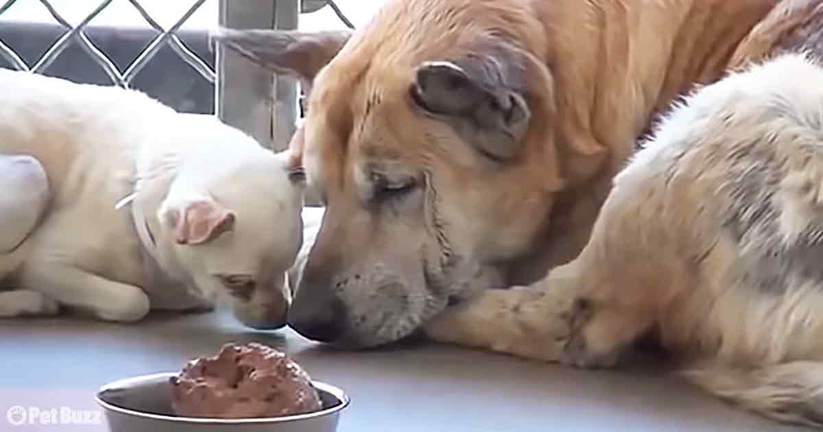 Adorable dogs