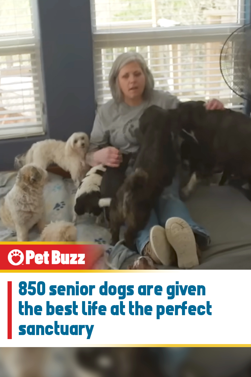 850 senior dogs are given the best life at the perfect sanctuary