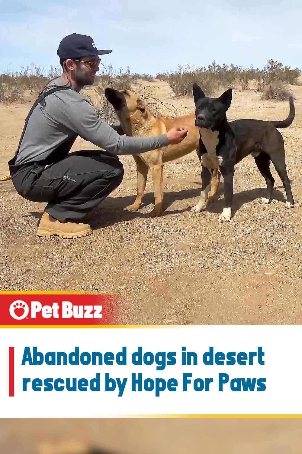 Abandoned dogs in desert rescued by Hope For Paws