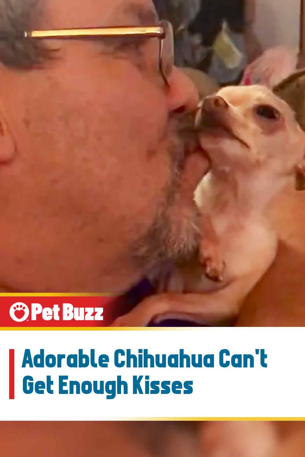 Adorable Chihuahua Can\'t Get Enough Kisses