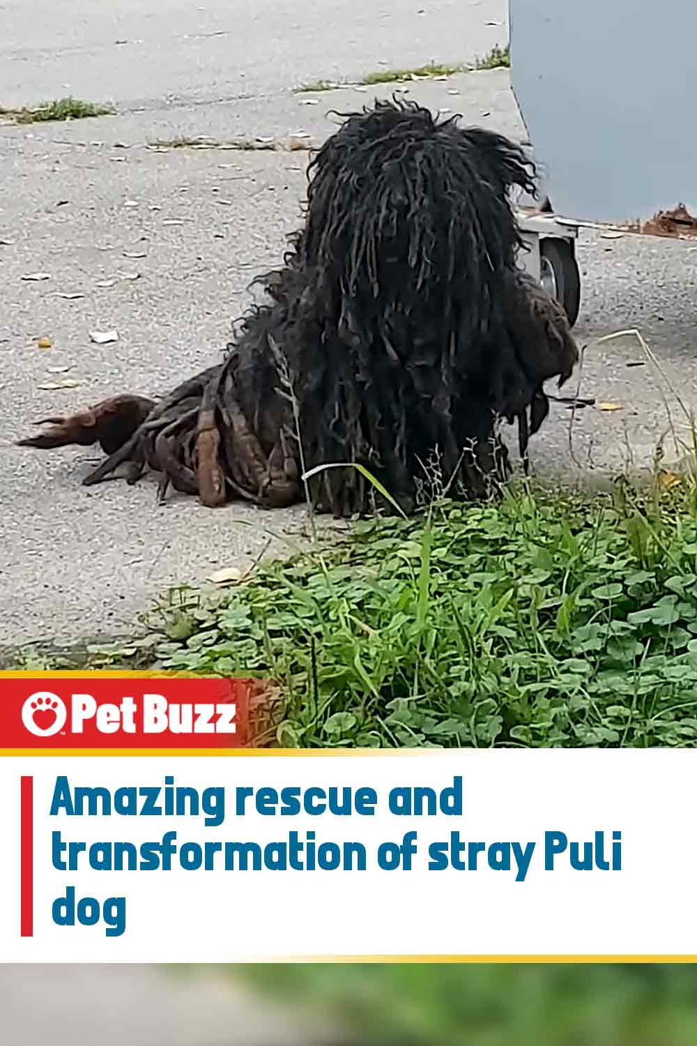 Amazing rescue and transformation of stray Puli dog