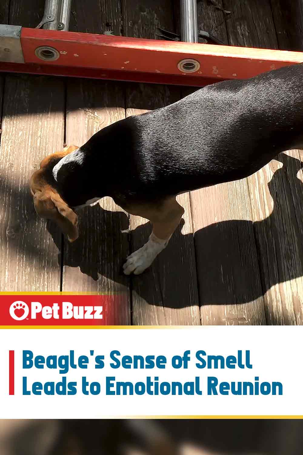 Beagle\'s Sense of Smell Leads to Emotional Reunion