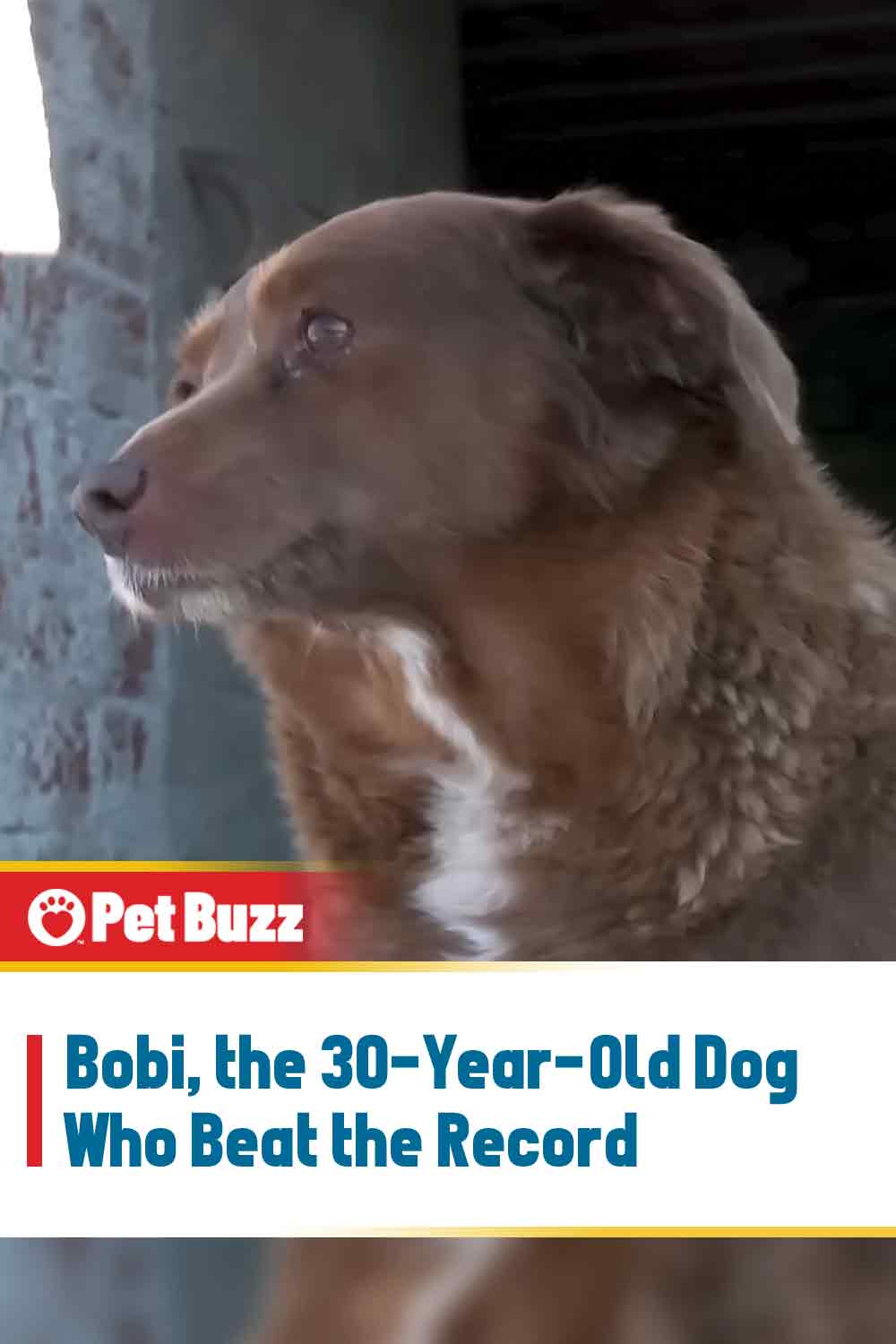Bobi, the 30-Year-Old Dog Who Beat the Record
