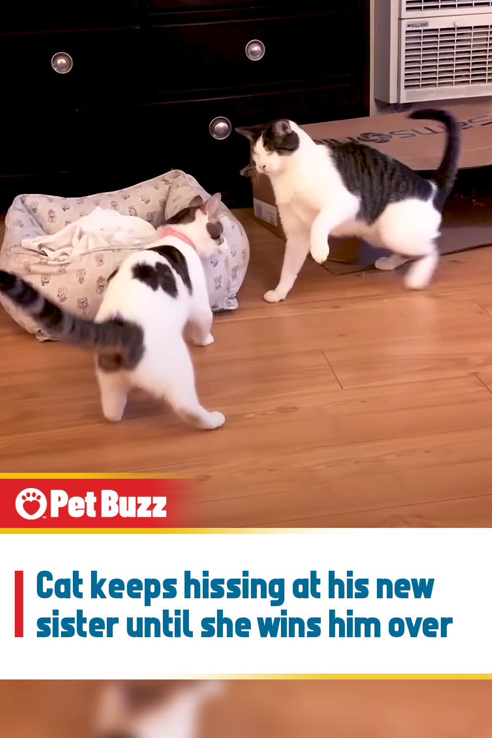 Cat keeps hissing at his new sister until she wins him over