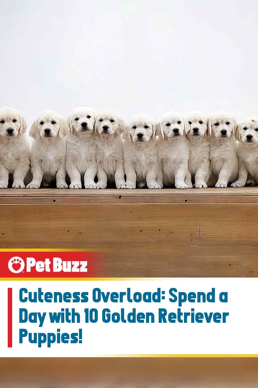 Cuteness Overload: Spend a Day with 10 Golden Retriever Puppies!