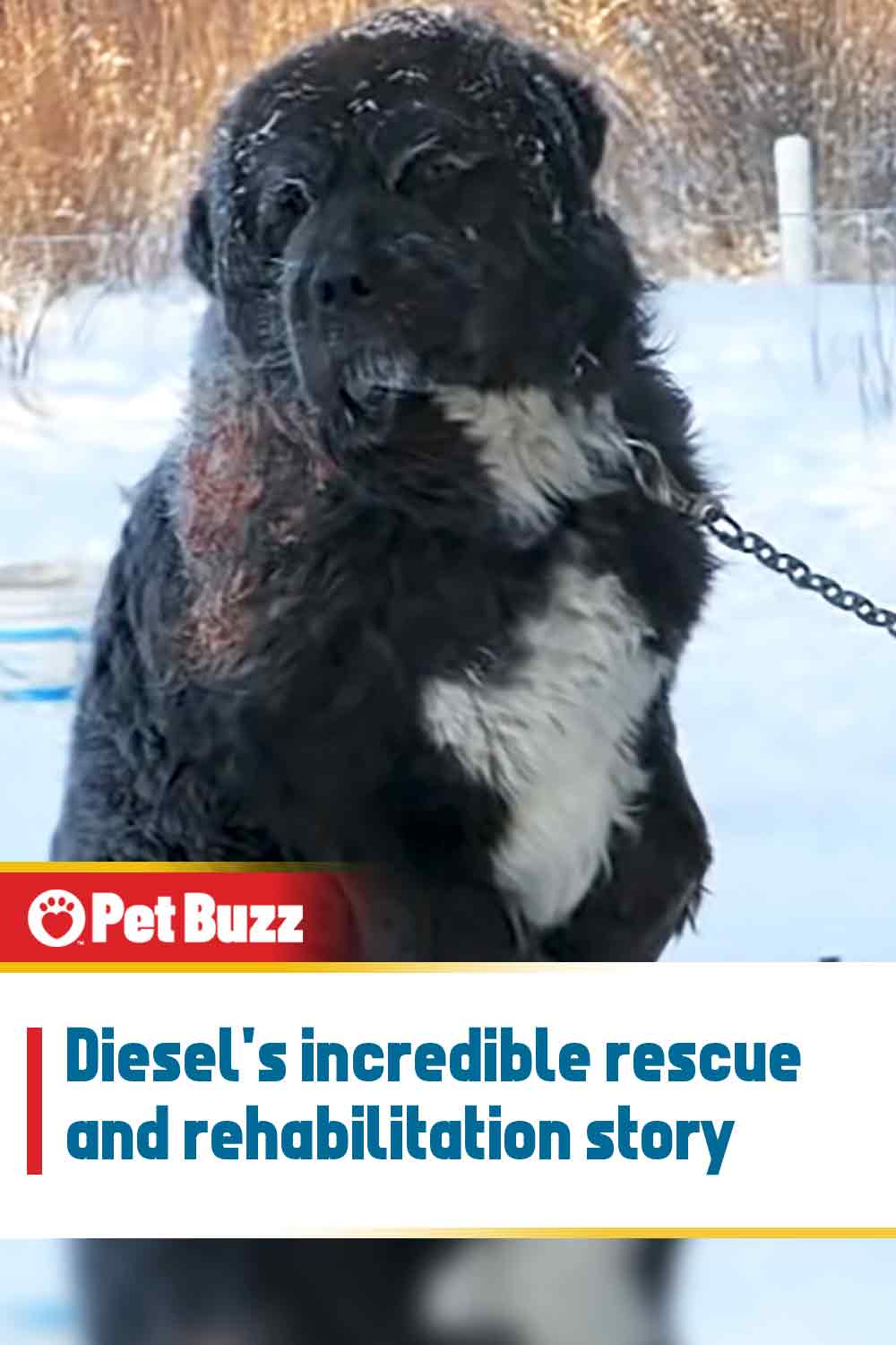 Diesel\'s incredible rescue and rehabilitation story