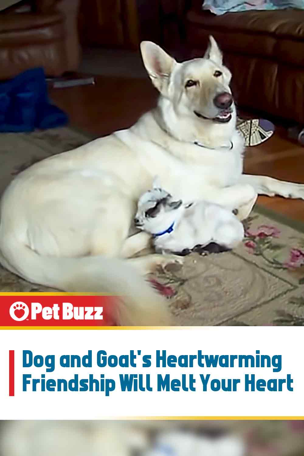 Dog and Goat\'s Heartwarming Friendship Will Melt Your Heart