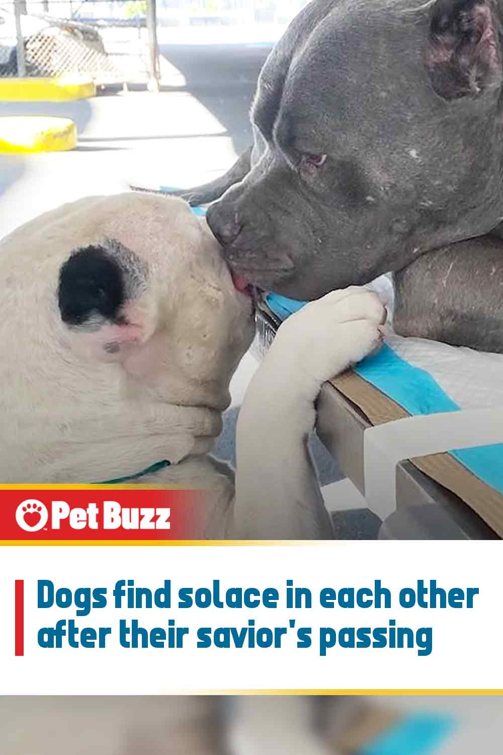 Dogs find solace in each other after their savior\'s passing