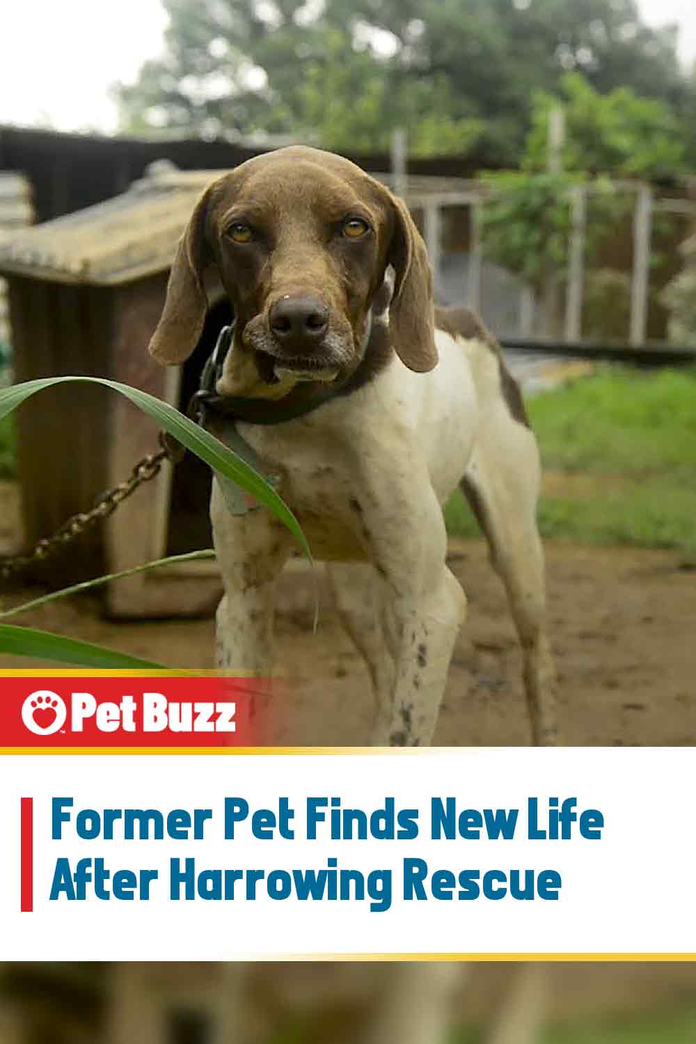 Former Pet Finds New Life After Harrowing Rescue