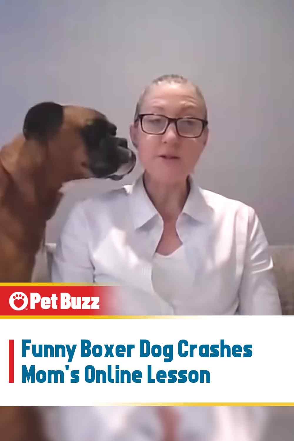 Funny Boxer Dog Crashes Mom\'s Online Lesson