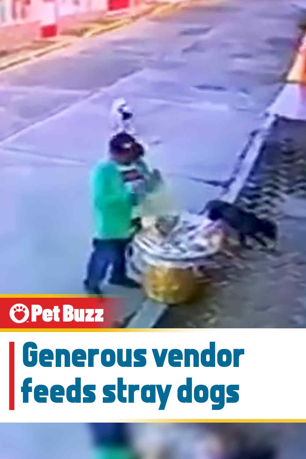 Generous vendor feeds stray dogs