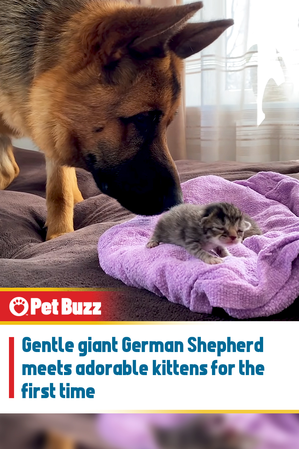 Gentle giant German Shepherd meets adorable kittens for the first time