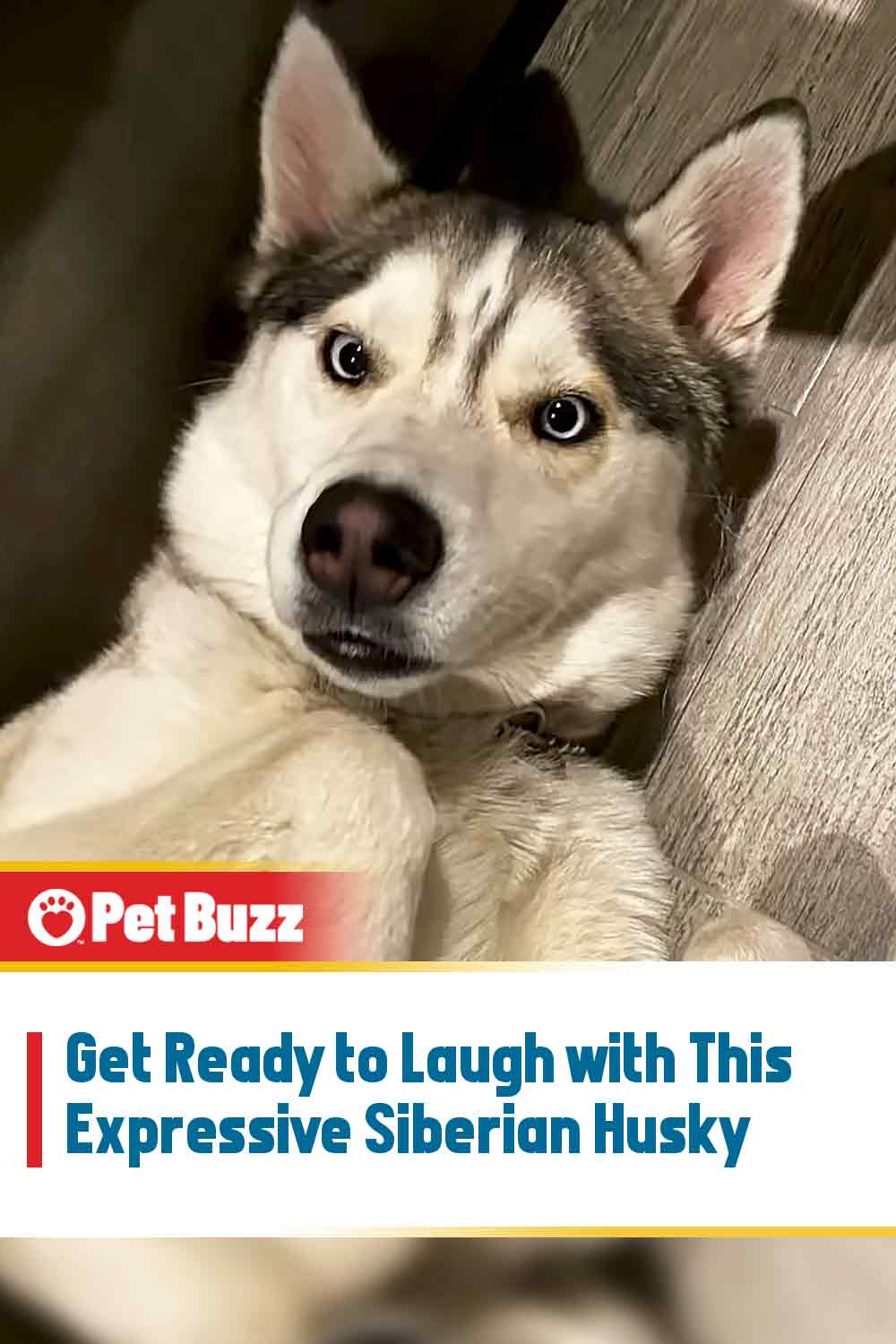 Get Ready to Laugh with This Expressive Siberian Husky