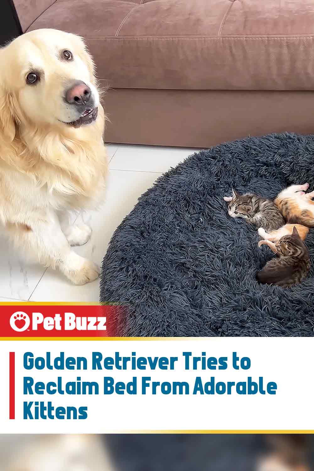 Golden Retriever Tries to Reclaim Bed From Adorable Kittens
