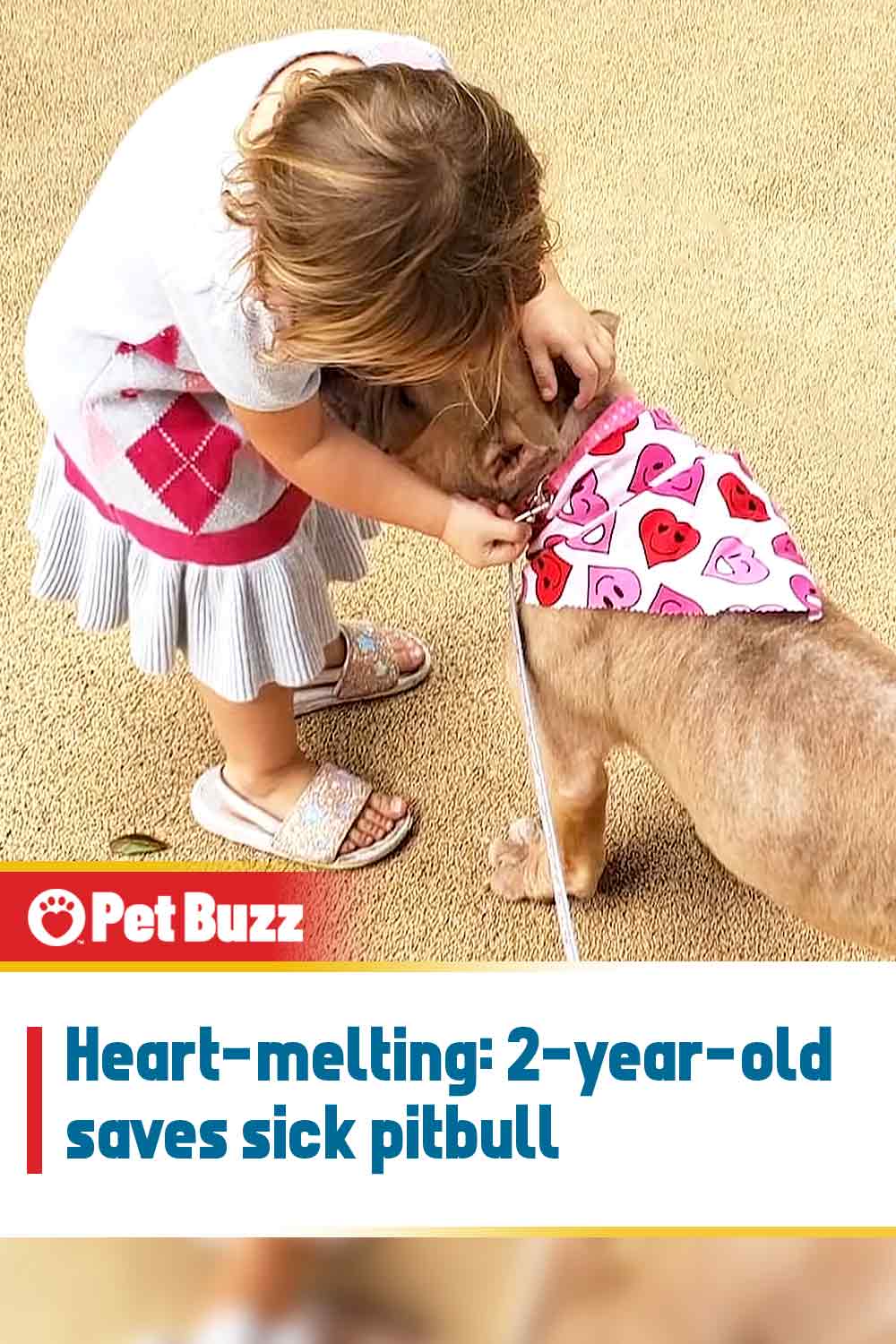 Heart-melting: 2-year-old saves sick Pitbull