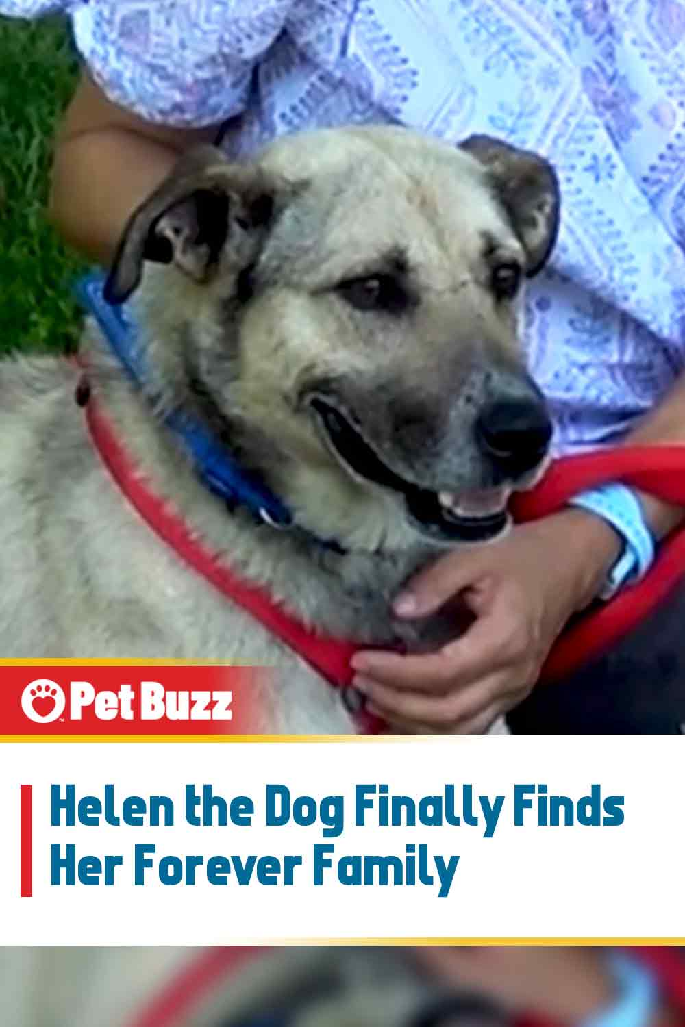 Helen the Dog Finally Finds Her Forever Family