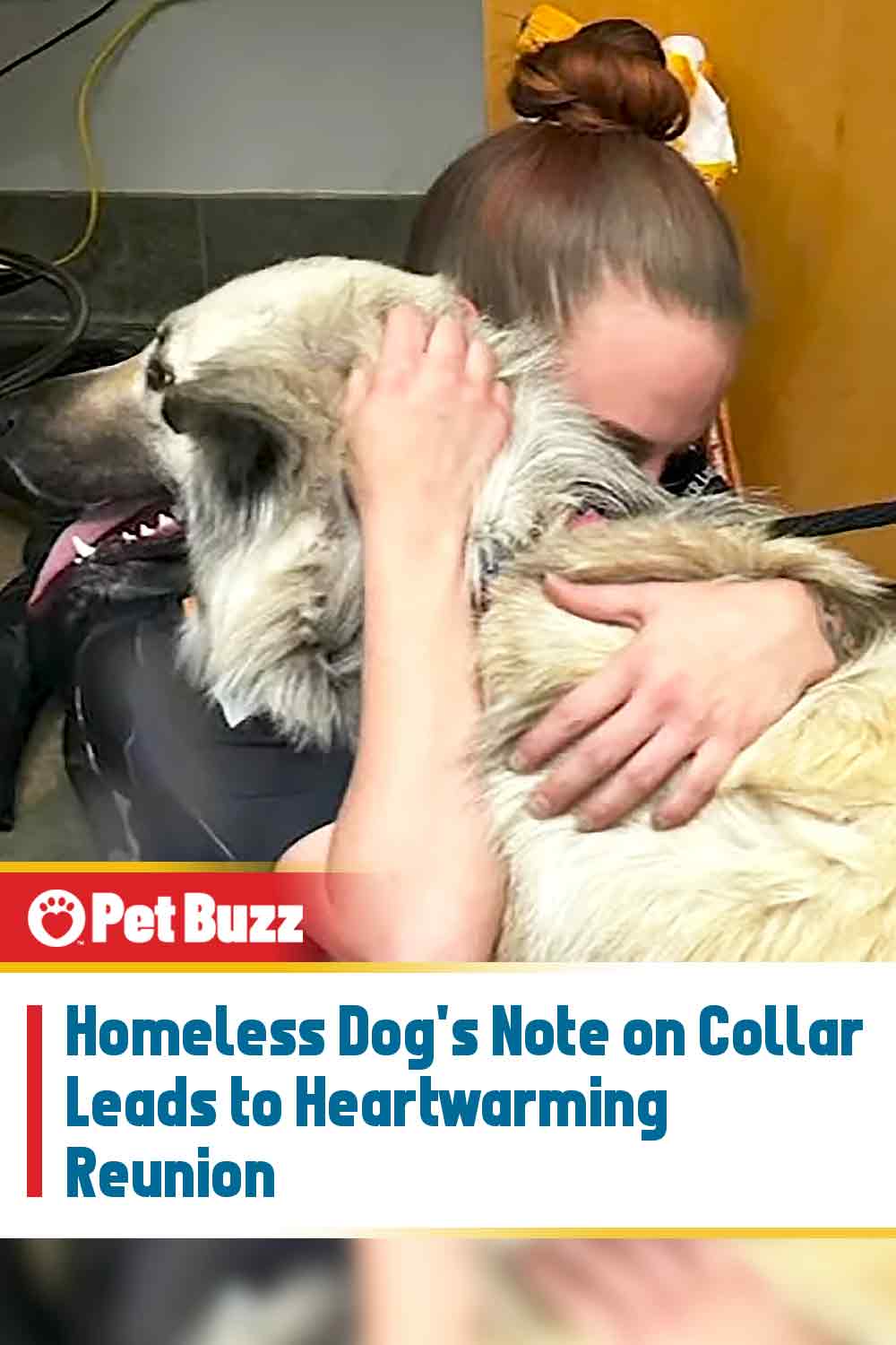 Homeless Dog\'s Note on Collar Leads to Heartwarming Reunion