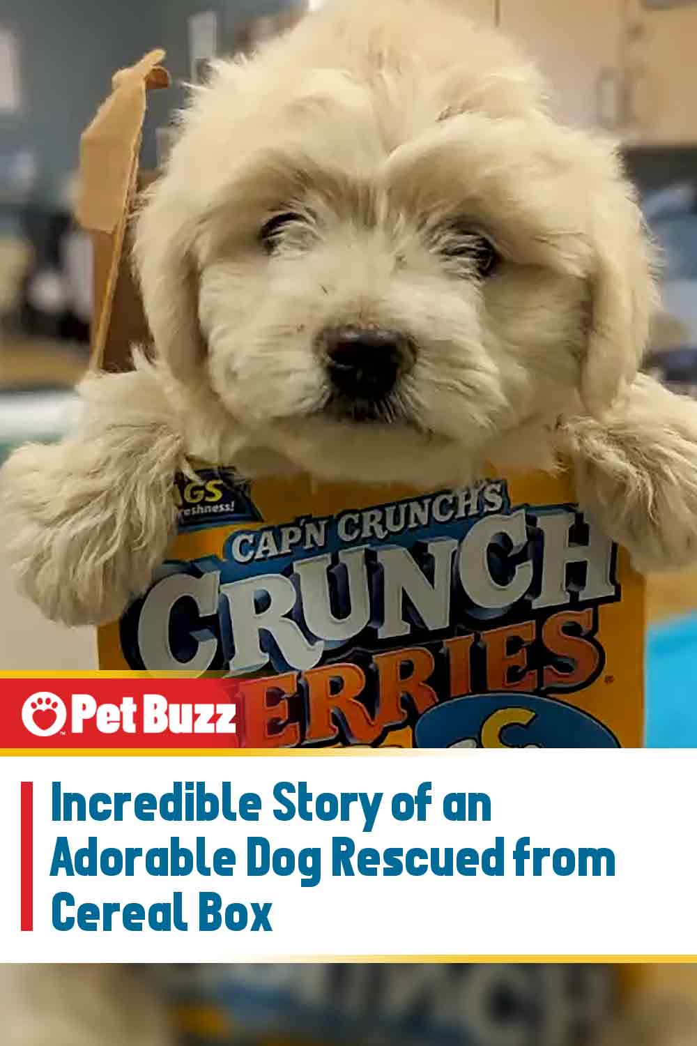 Incredible Story of an Adorable Dog Rescued from Cereal Box