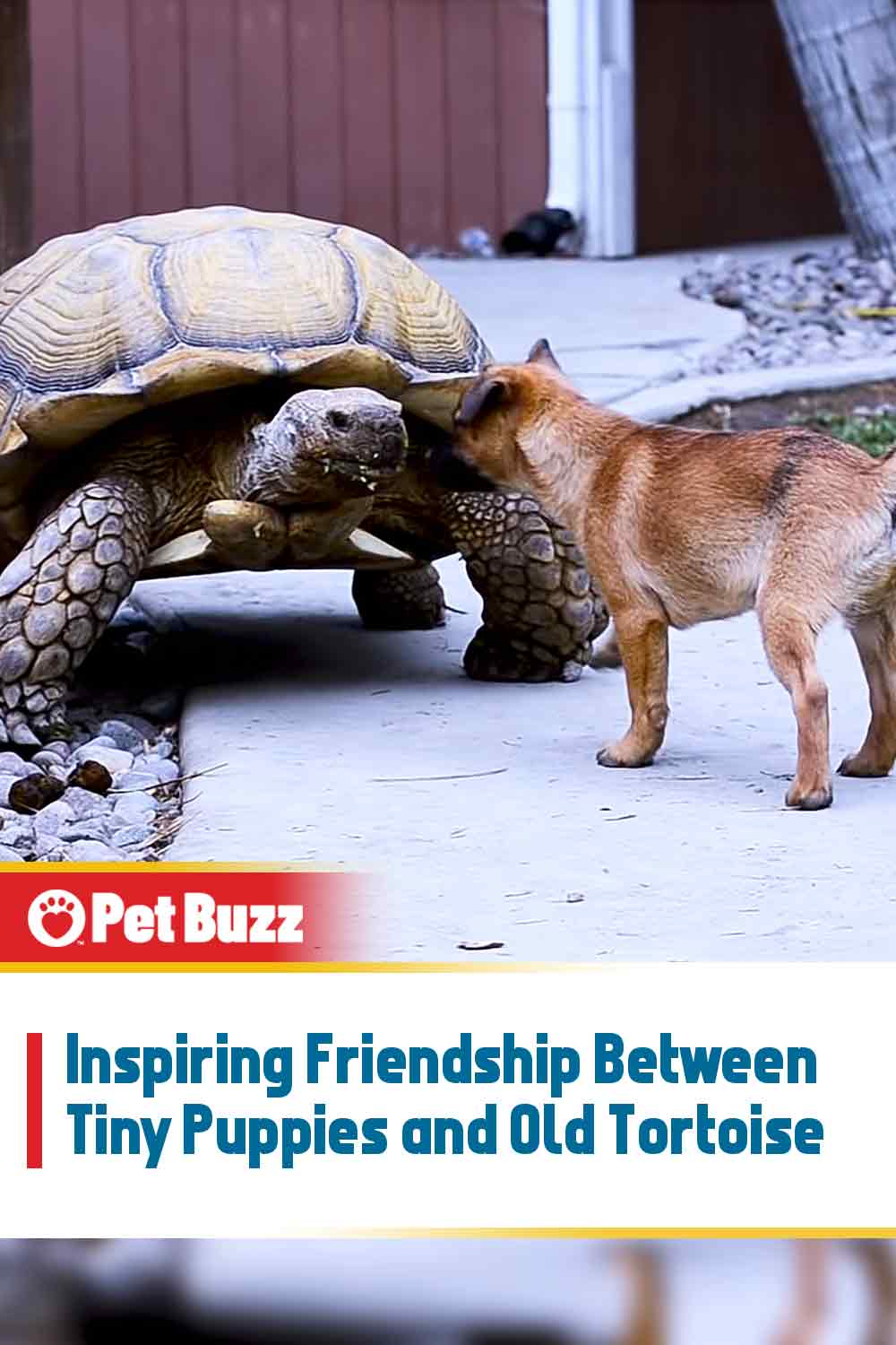 Inspiring Friendship Between Tiny Puppies and Old Tortoise