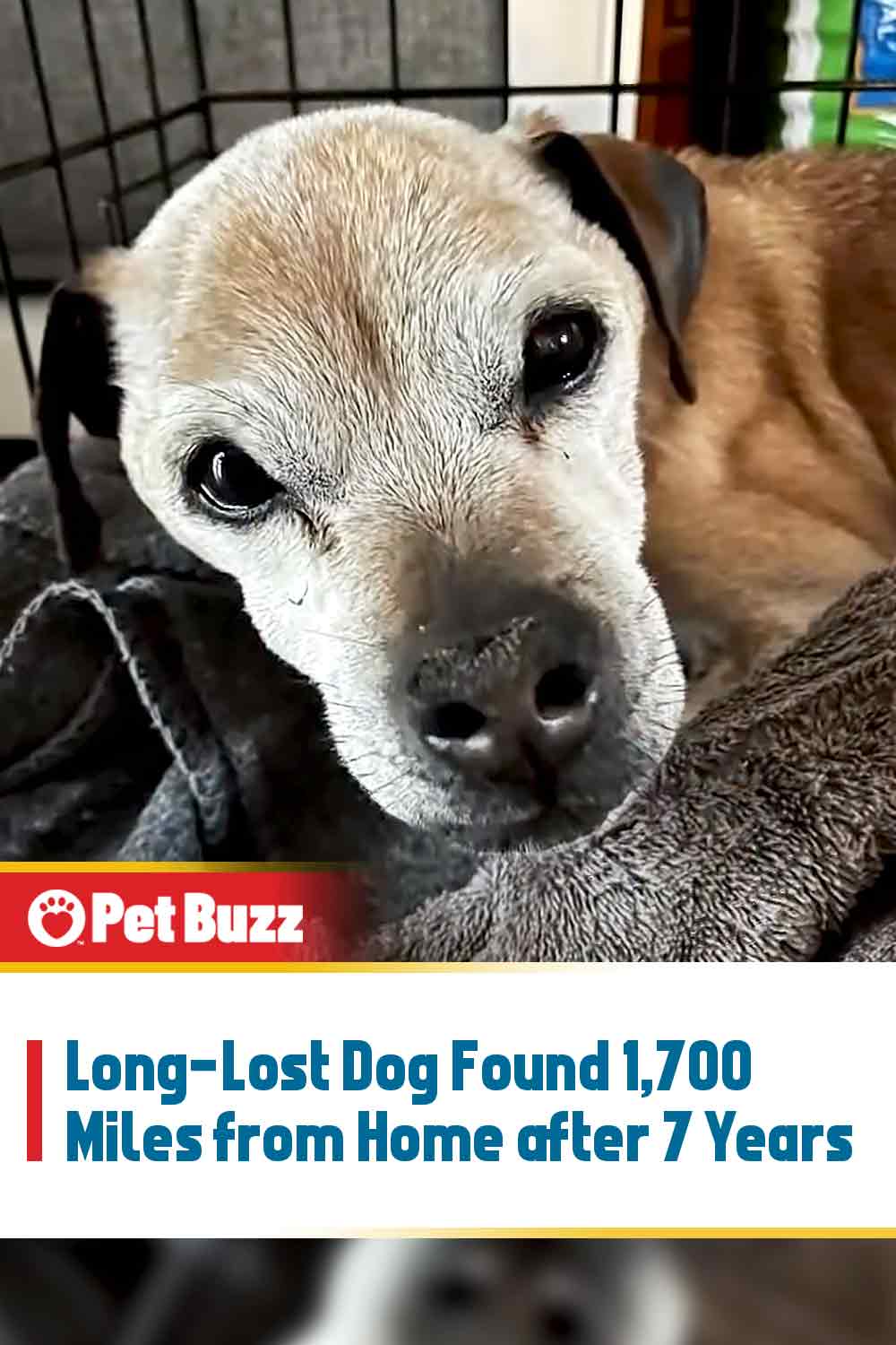 Long-Lost Dog Found 1,700 Miles from Home after 7 Years