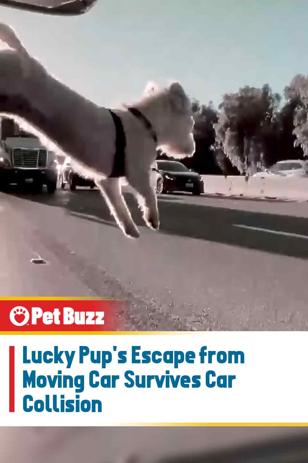 Lucky Pup\'s Escape from Moving Car Survives Car Collision